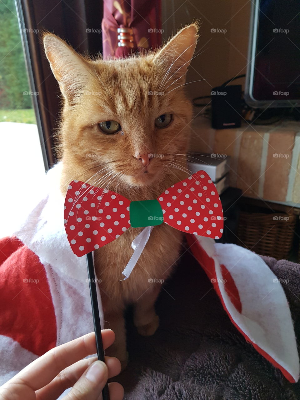 cat with bow christmas