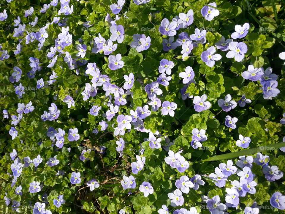 Flower, Flora, Leaf, Nature, Garden