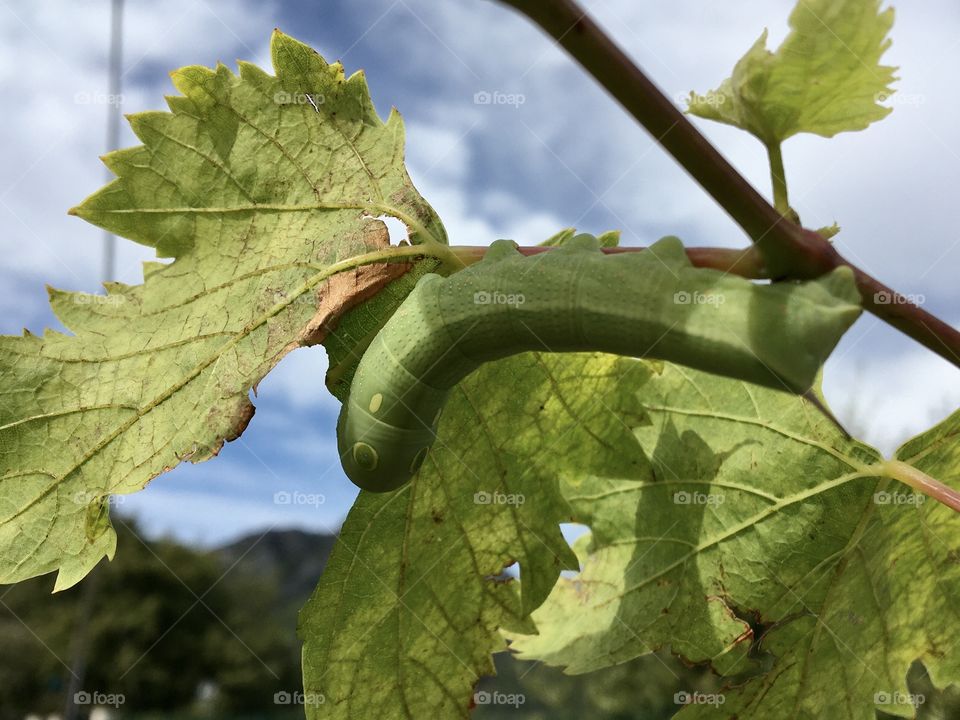 Green caterpillar eating vine leaves