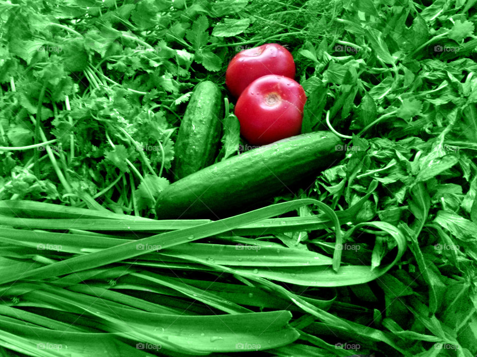 Greenery, vegetables, cucumbers, tomatoes.
