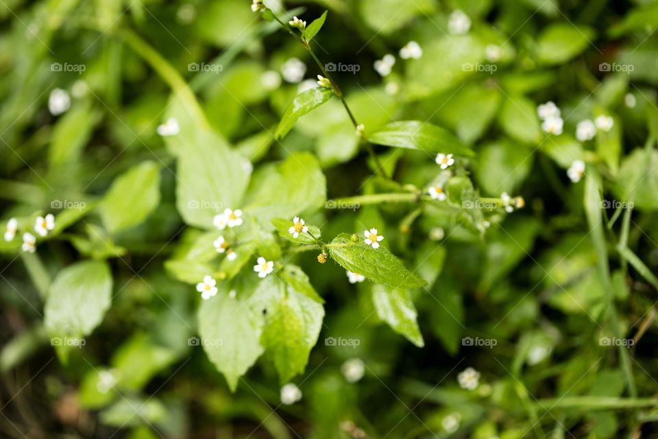 Grass leaves macro look summer mood positive vibes wonderful time hustling daydreaming naturalism green power