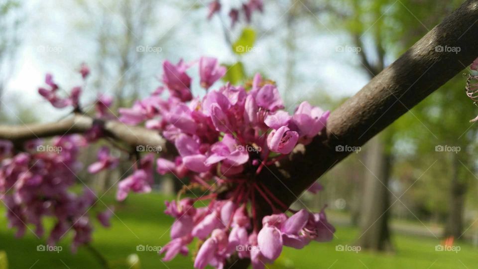 Flower, Tree, Nature, Garden, Leaf
