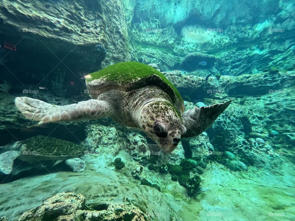 Rescue turtle enjoying himself in the aquarium 