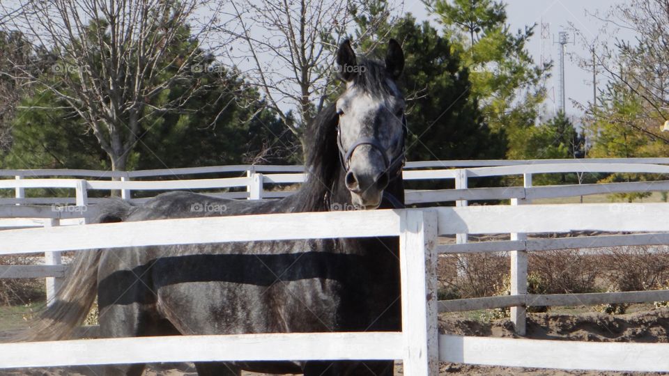 Grey horse on a farm