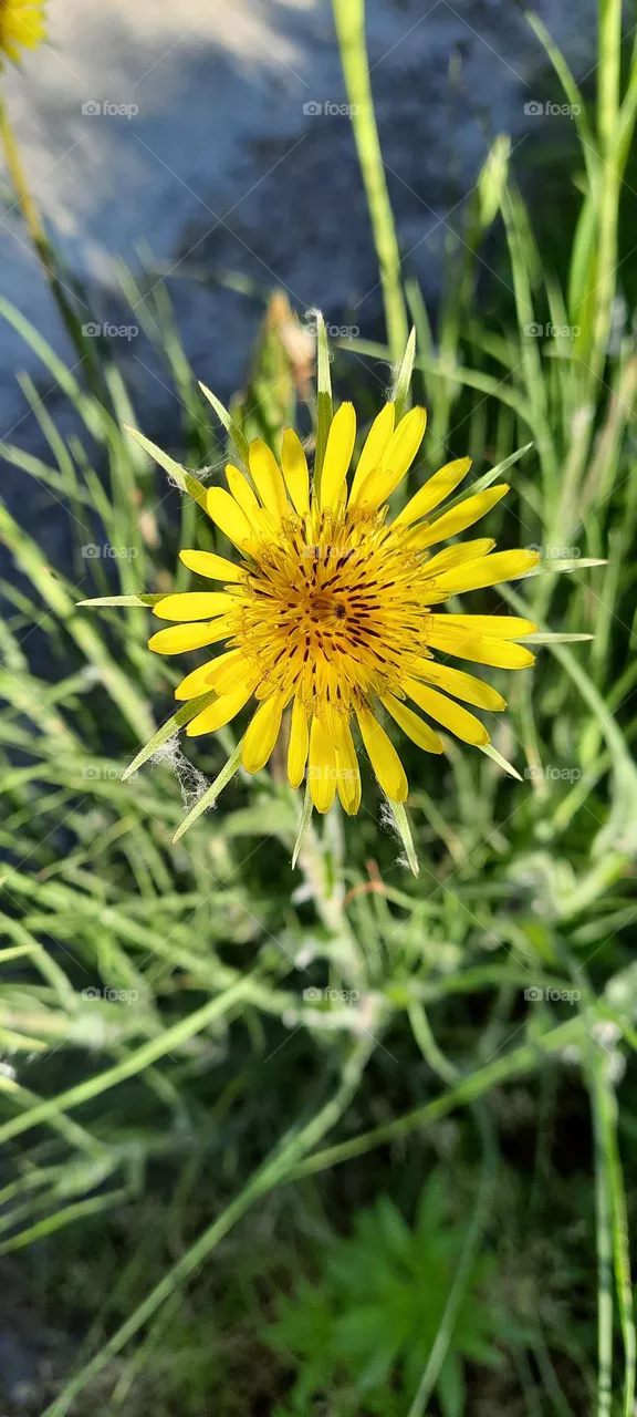 yellow flower