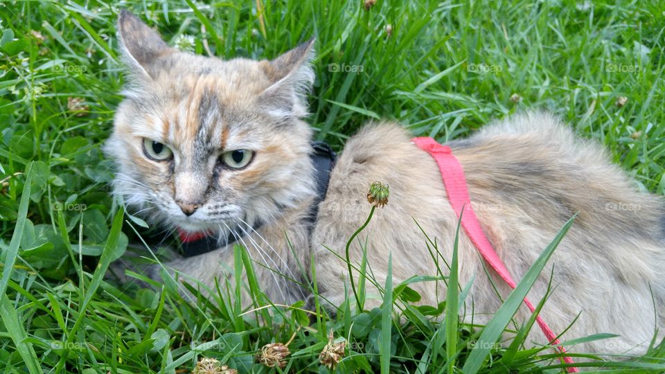 A fluffy three colored kitten sitting in a grass with red harness and a leash.