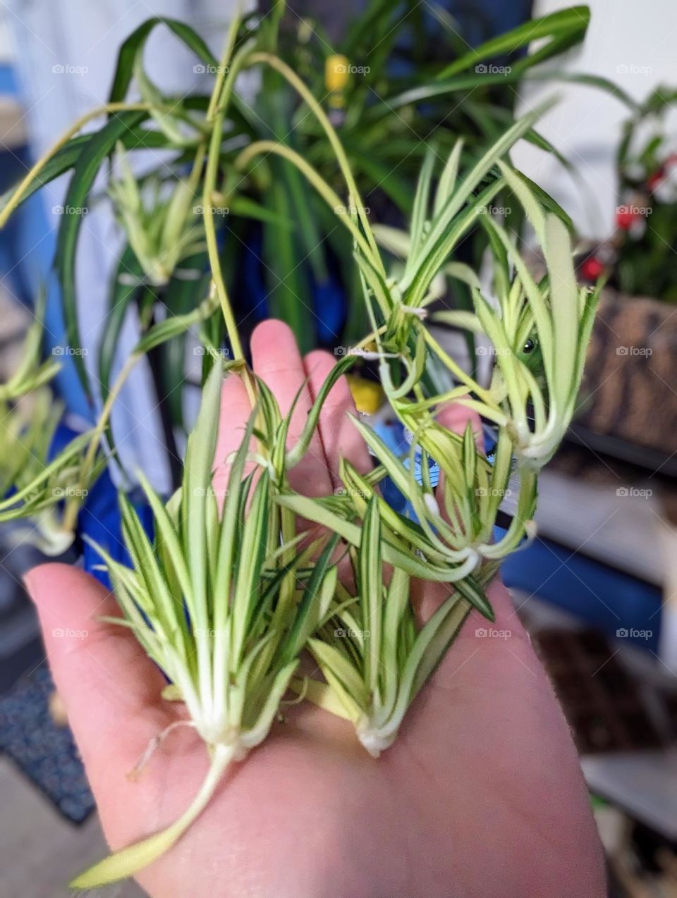 Spider Plant