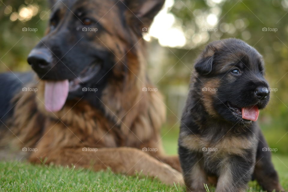 German shepherd and puppy in grass