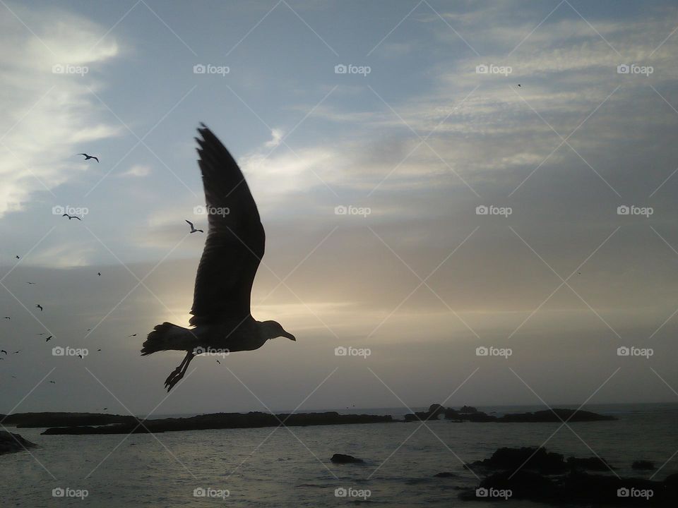 Beautiful seagull flying cross the sky.