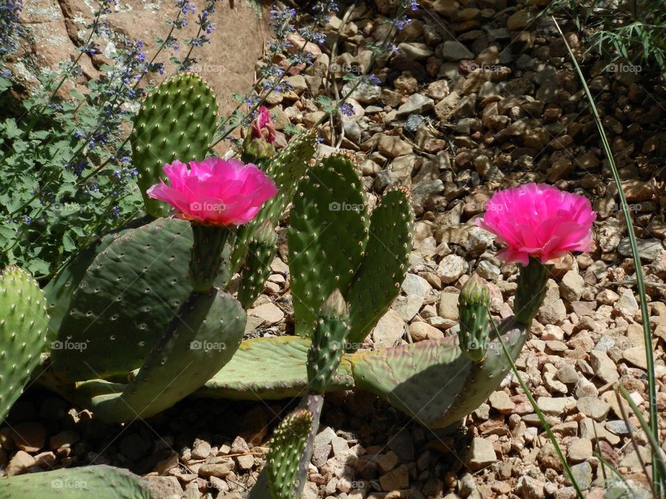 Cactus