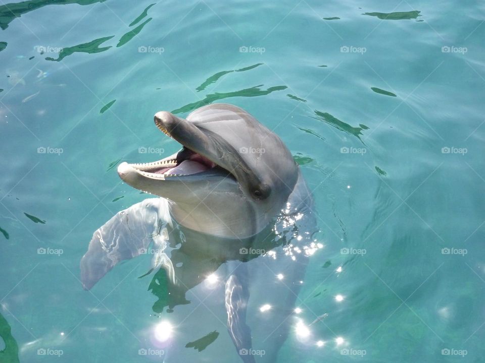 Dolphin in marmaris turkey. I took this picture when i was on vacation in Marmaris, turkey. It was amazing! 