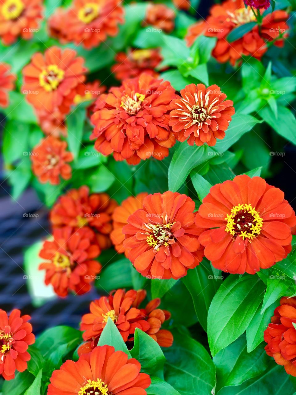 Close-up of flowering plants