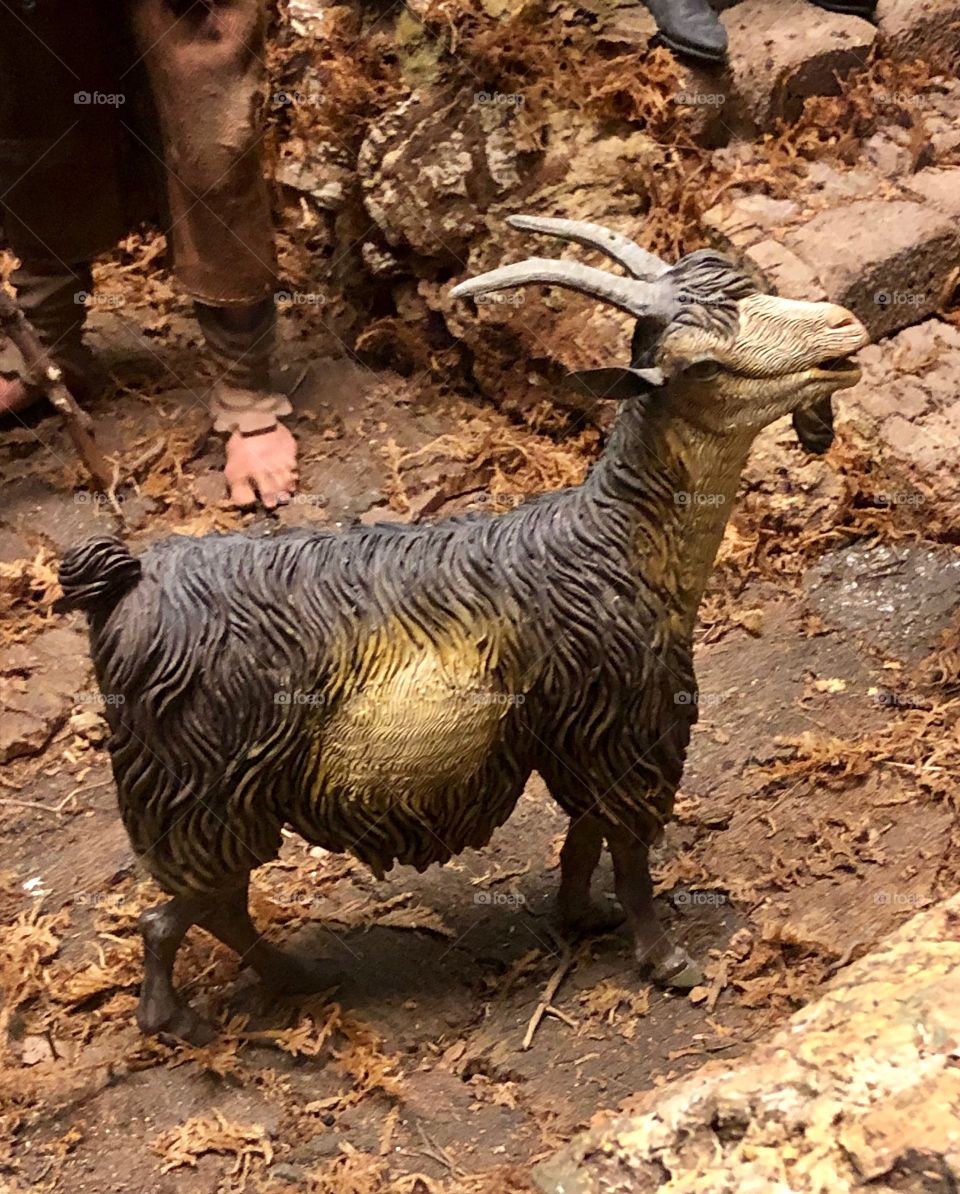 Goat in manger scene Naples Italy 