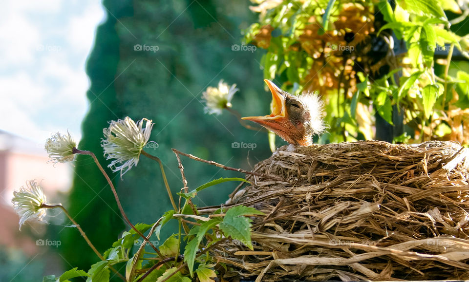 Small bird in a nest