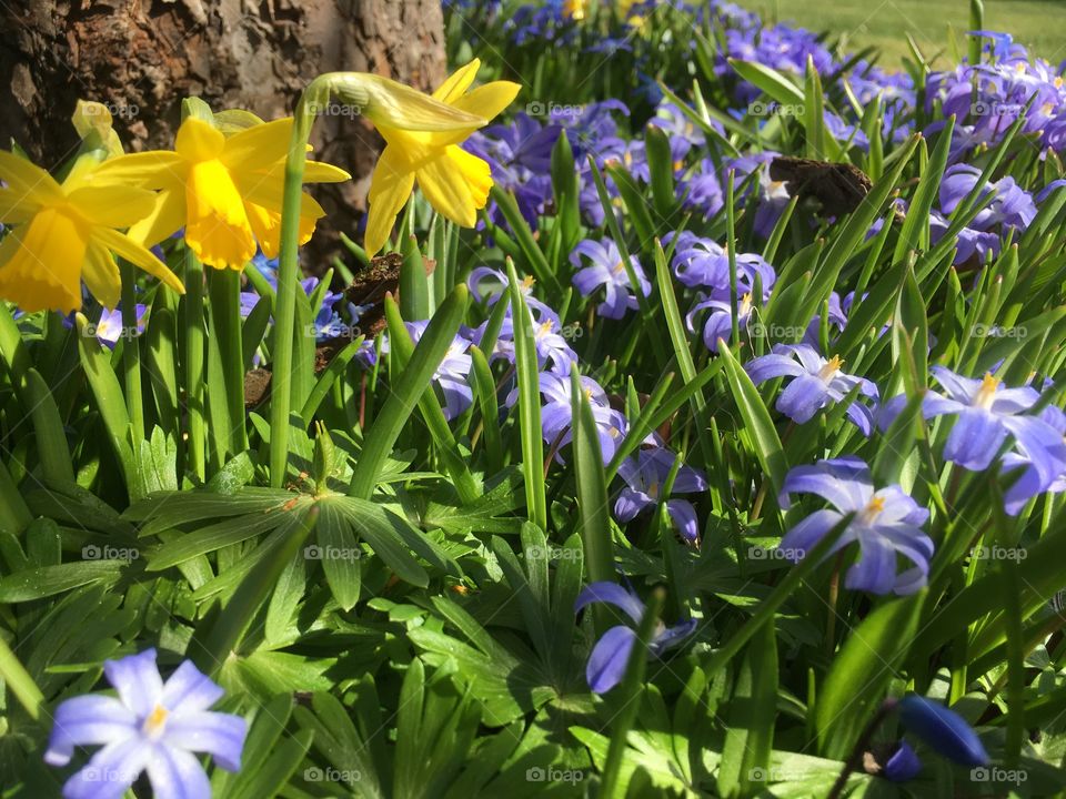 Lovely spring flower