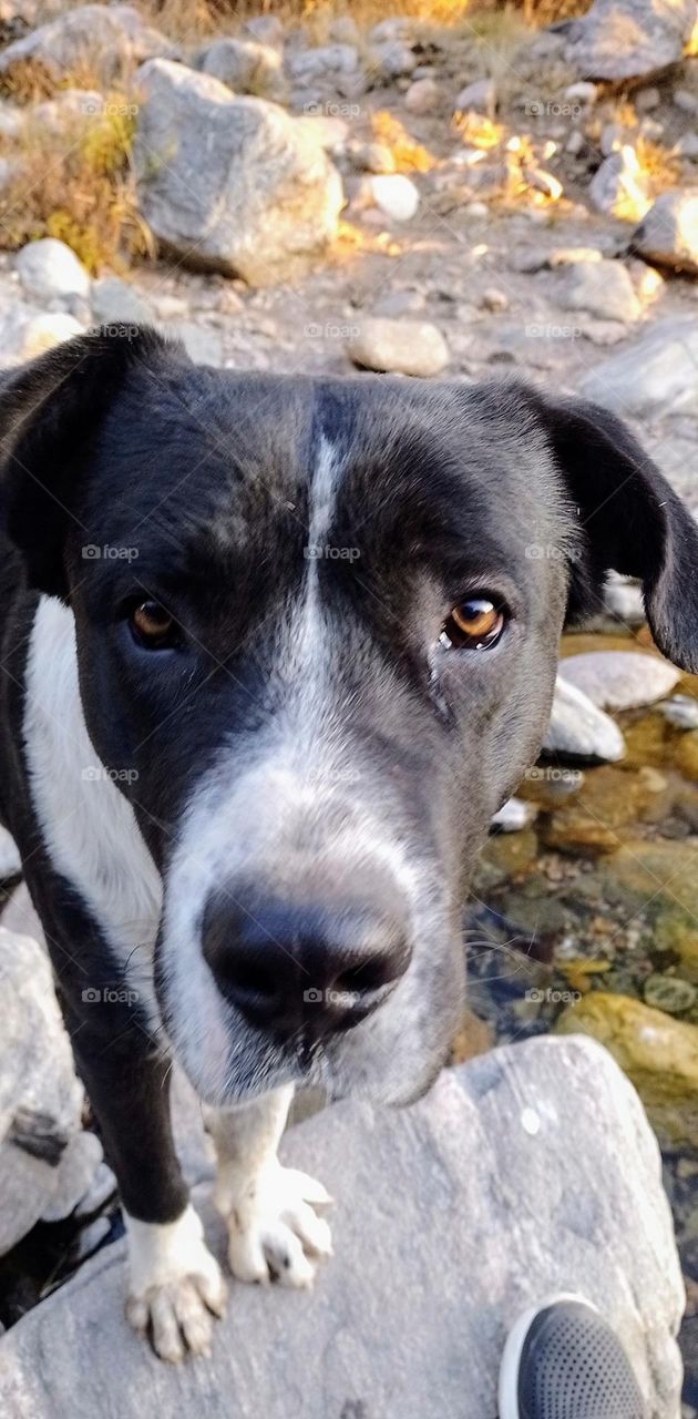 perro de la calle  subido en una piedra en rio calabalumba en Cordoba capilla del monte. Argentina