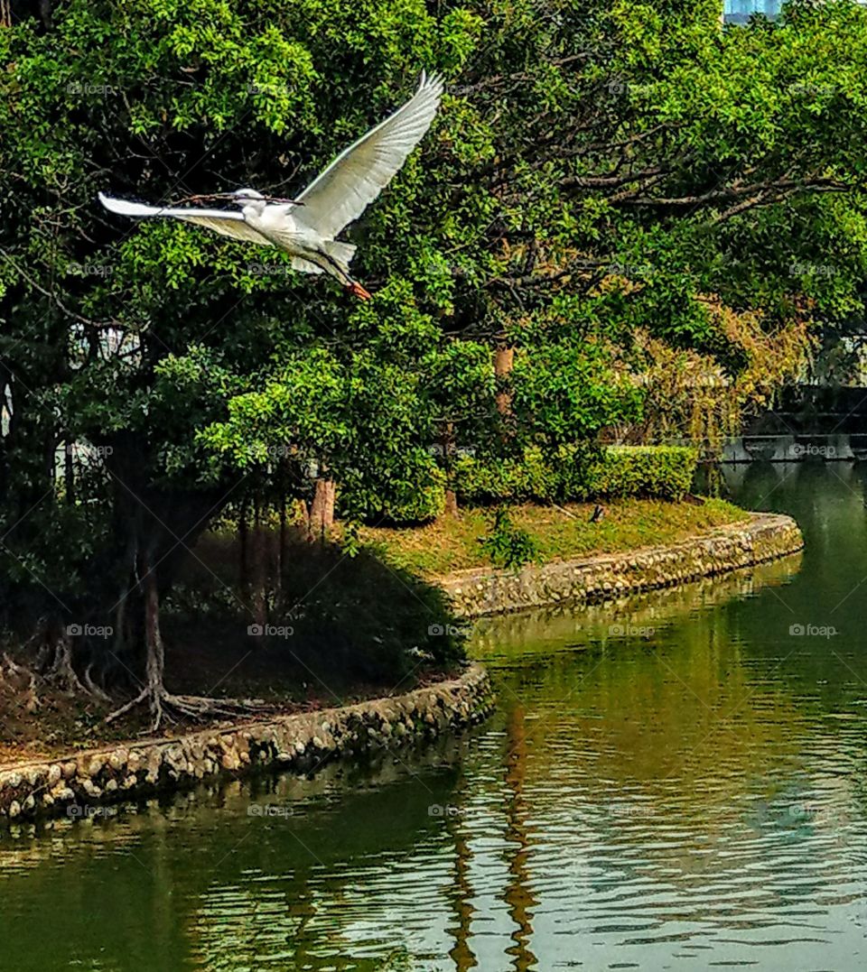 A egret was flying over lake in the park. had a elegant posture, it was a beautiful landscape.