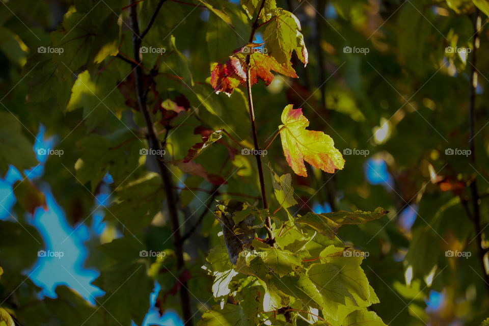 red leaves in November