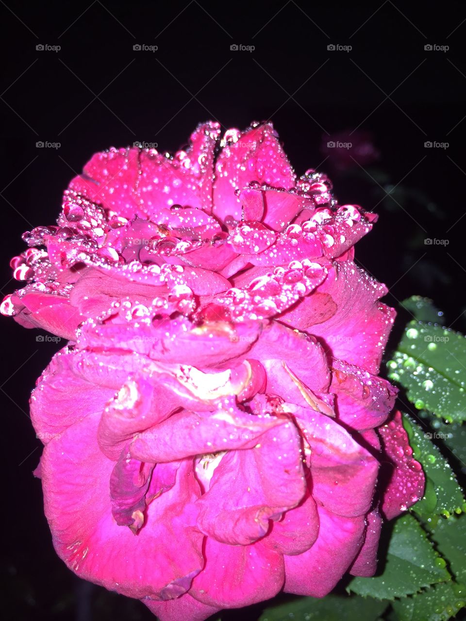 Rose in Night