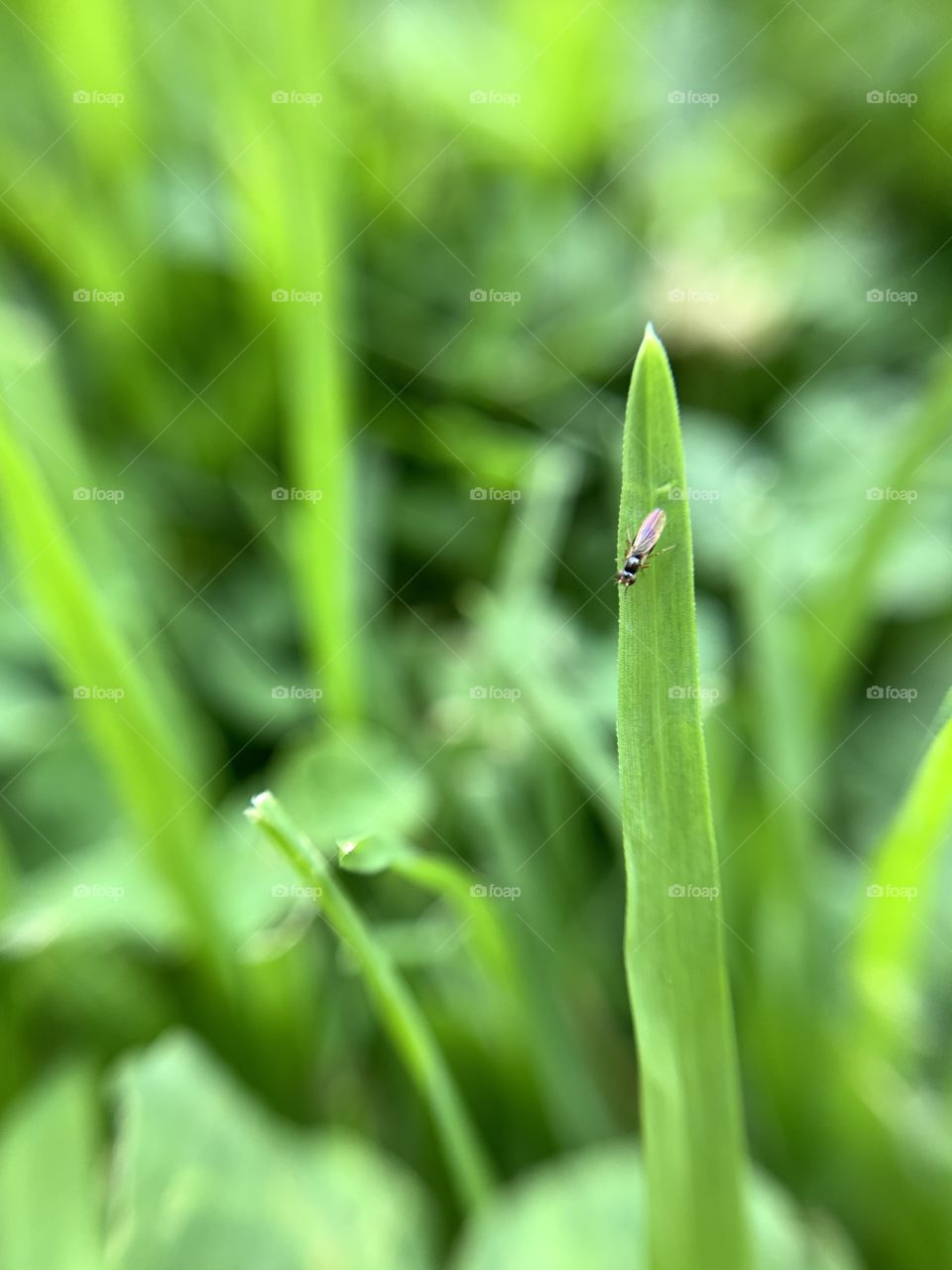 Macro shot of a leaf with a fly on it in Central Park New York. Green and nature.