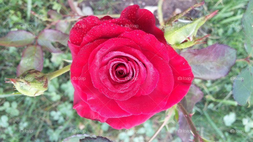 Red rose in the morning