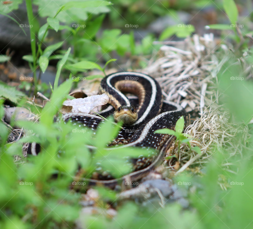 When Nature Satifies. A “smiling” and full garter snake allowed me a perfect photography opportunity, while staying hesitant of my presence. I love being able to spend enough time outdoors to capture moments like this. 