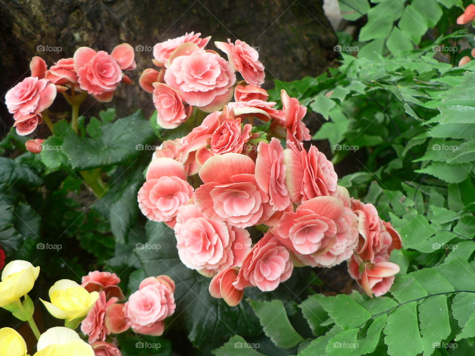 Begonia