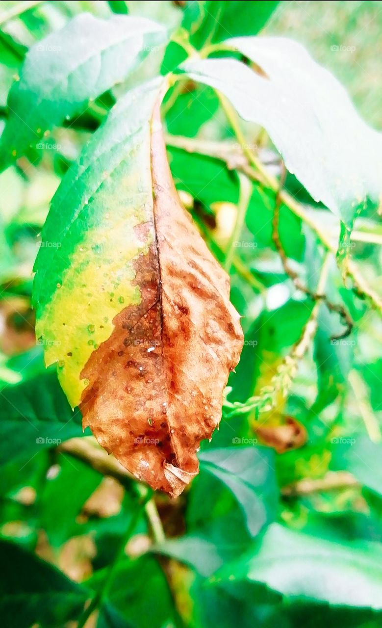 Yellow mix green brown