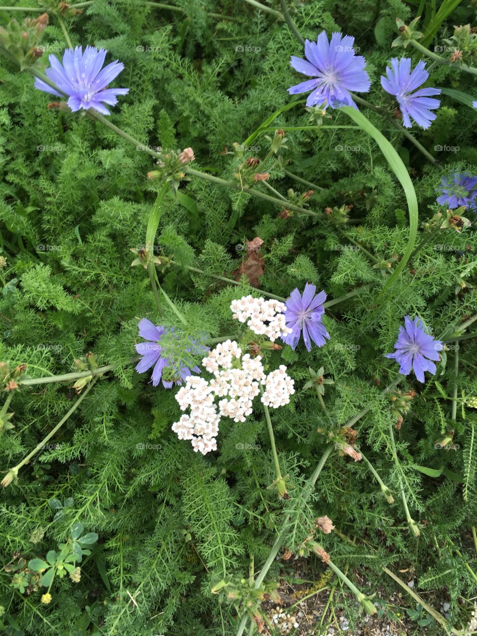 Wild flowers