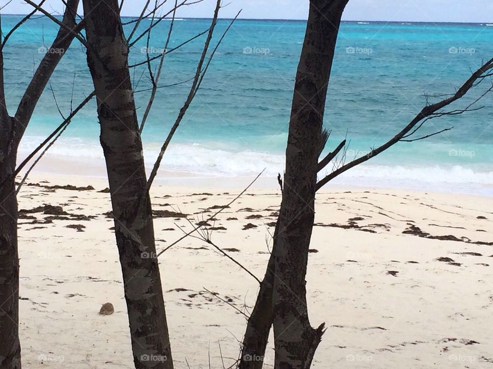 Island trees and ocean