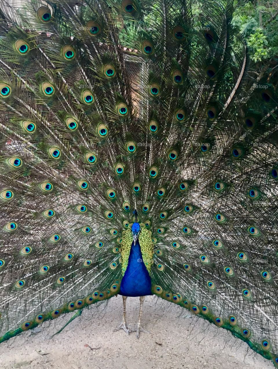 Do you want a more abstract image than the peacock's tail, all open?  It is different and too beautiful! / Quer imagem mais abstrata do que a cauda do pavão, toda aberta? É diferente e bonito demais!