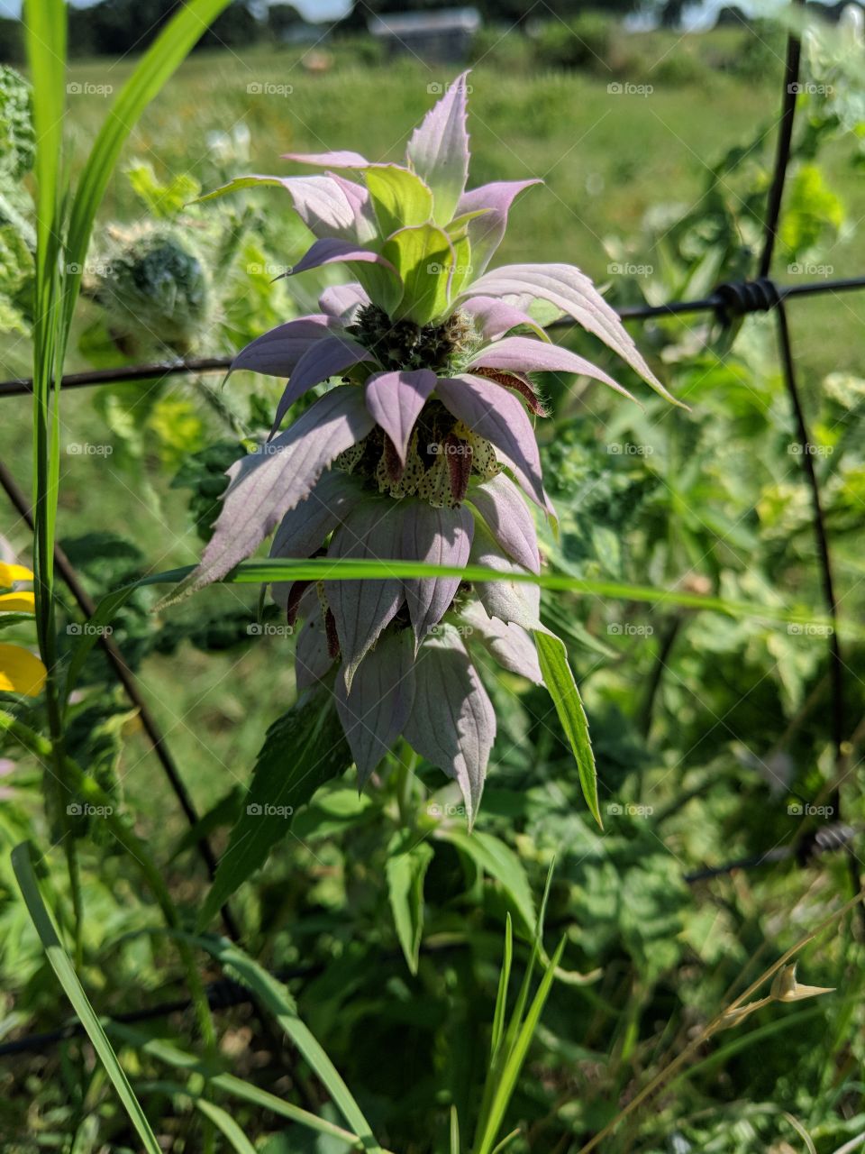 pretty Horsemint