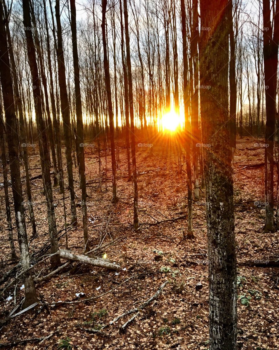 Sunset in the woods