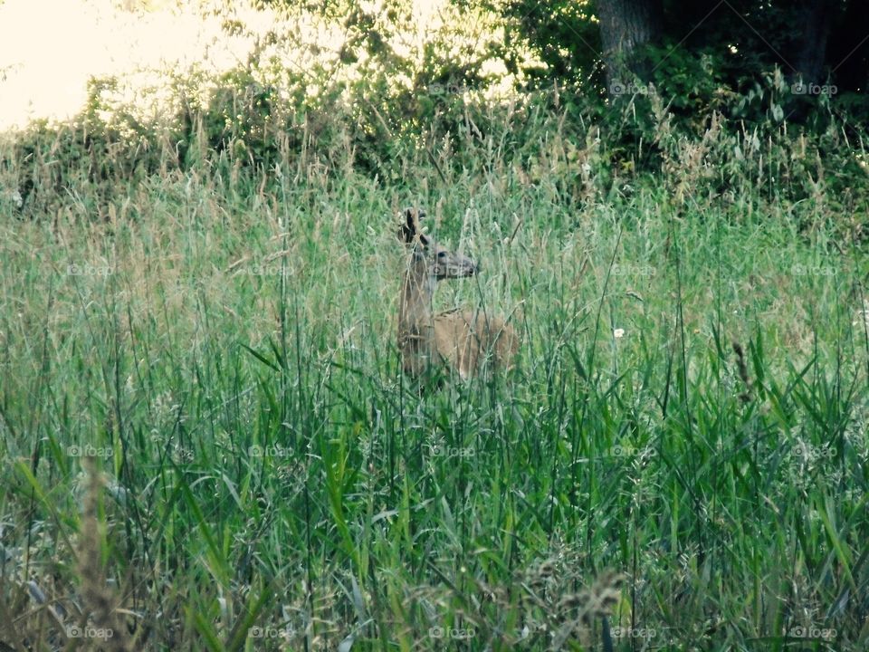 Deer in the field 