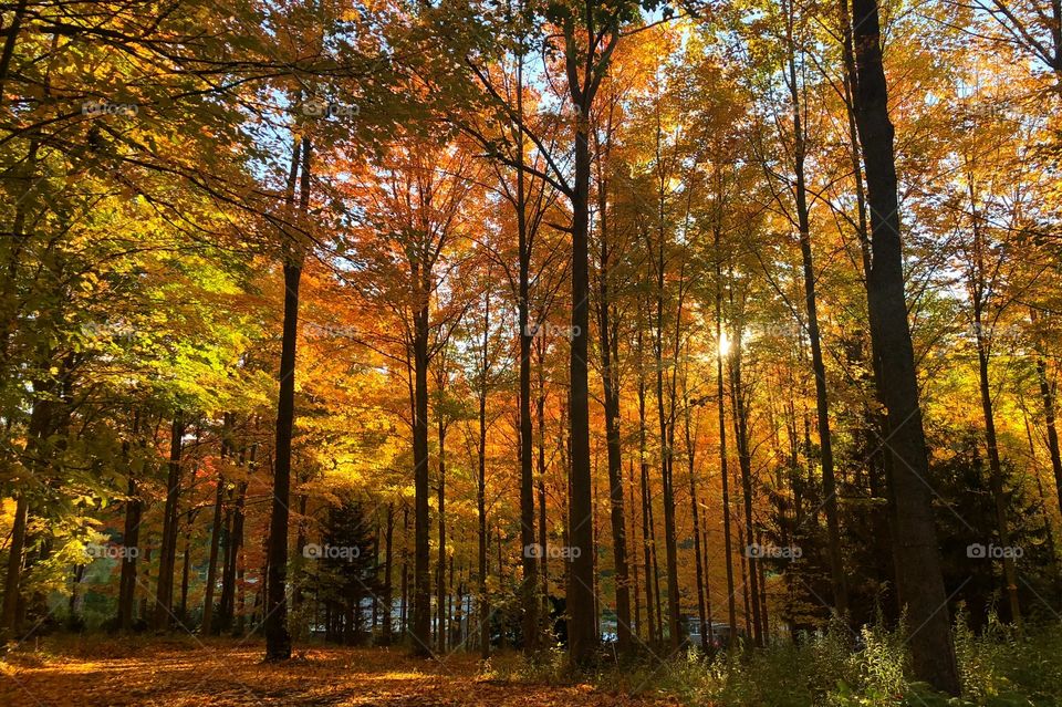 Autumn leaves in Olean, New York. 