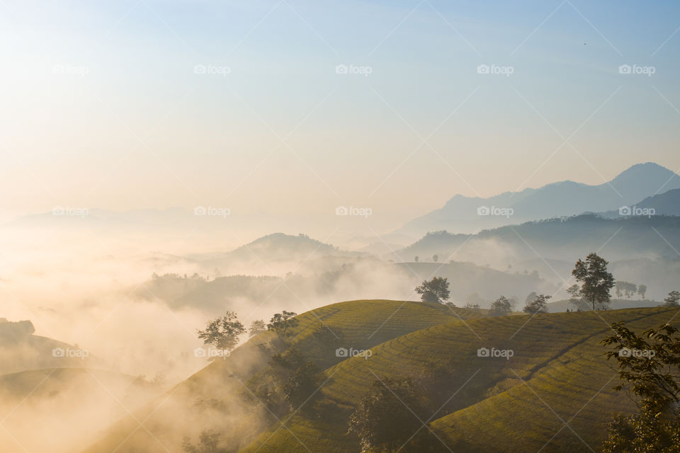 Foggy sunrise over tea hills