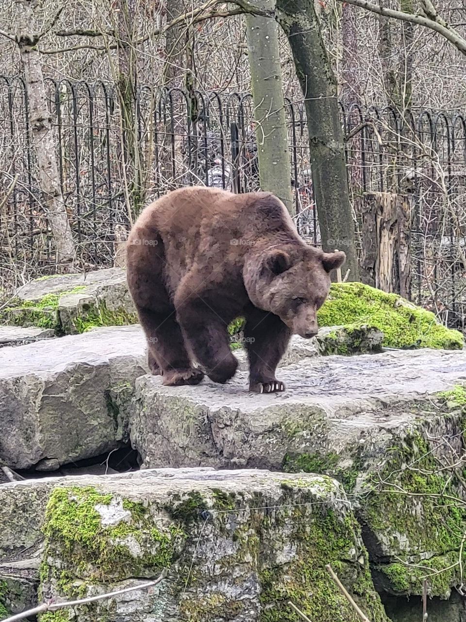Teddy Boss , Naturpark , Wildpark im Bad Mergentheim