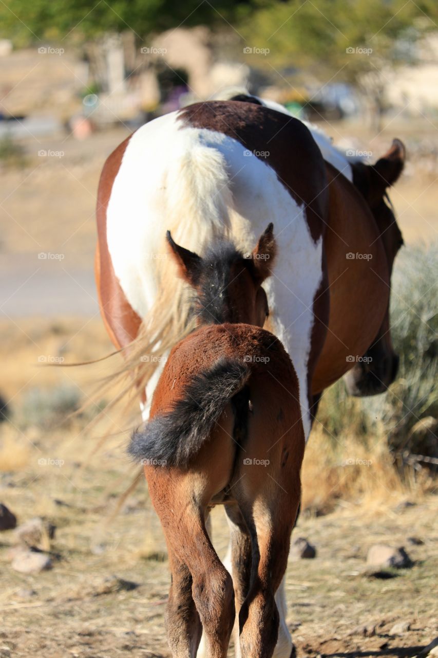 Wild American Mustang horses: Paint/Pinto  horse mare with her three week old foal. 