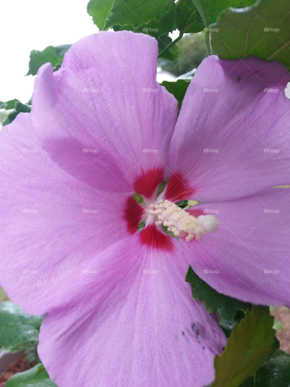pink/purple rose of Sharon hibiscus flower