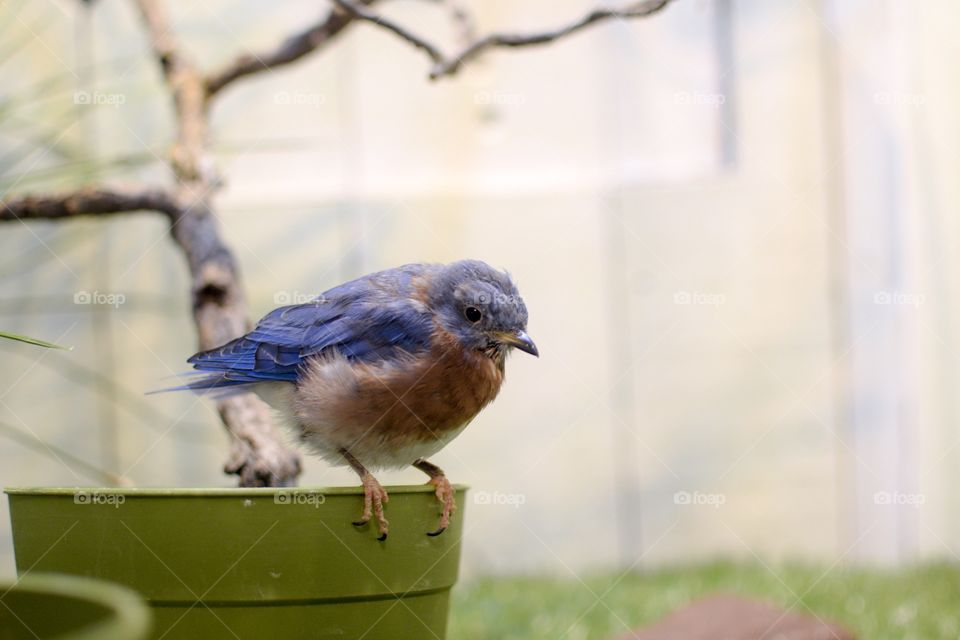 Bird perching on pot