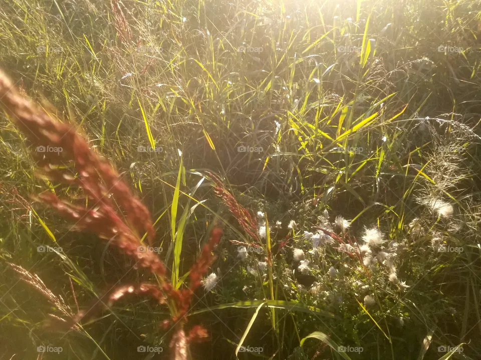 nature
