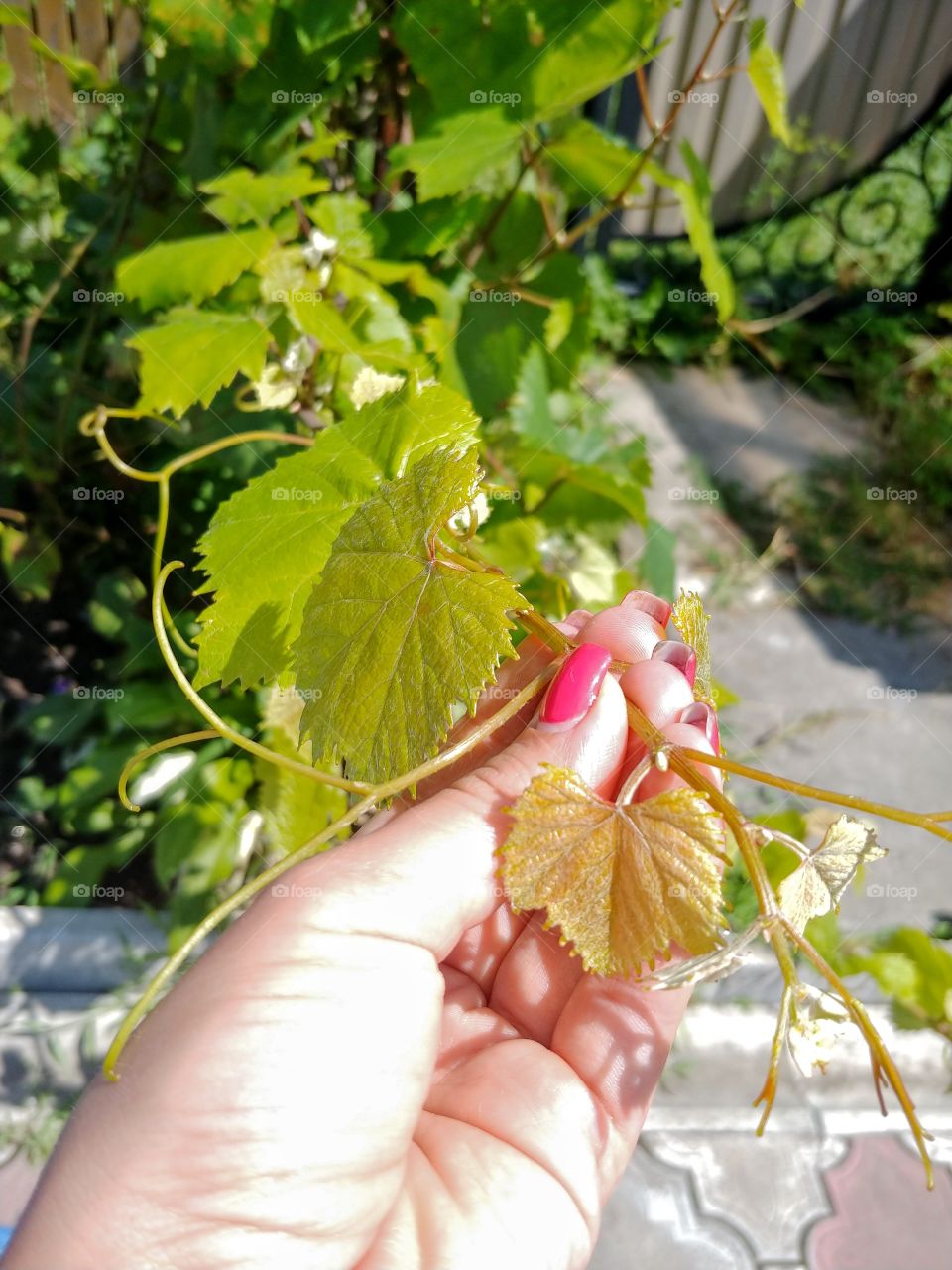 листки винограду
