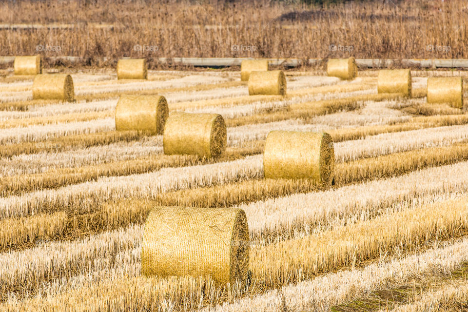 Golden Hay Bales Field
