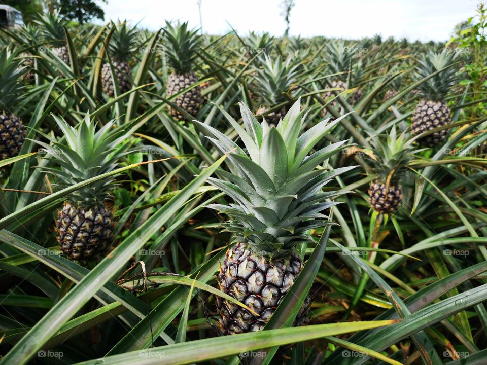 Pineapple plantation, Close-up of pineapple tree.