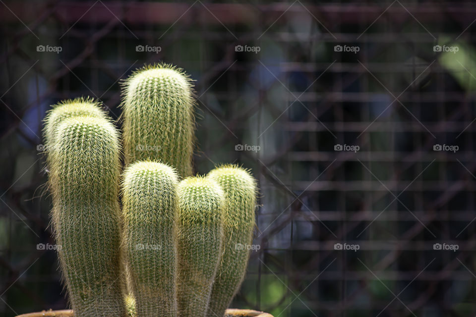 Small Cactus For decorative plant on table Background mesh fence steel