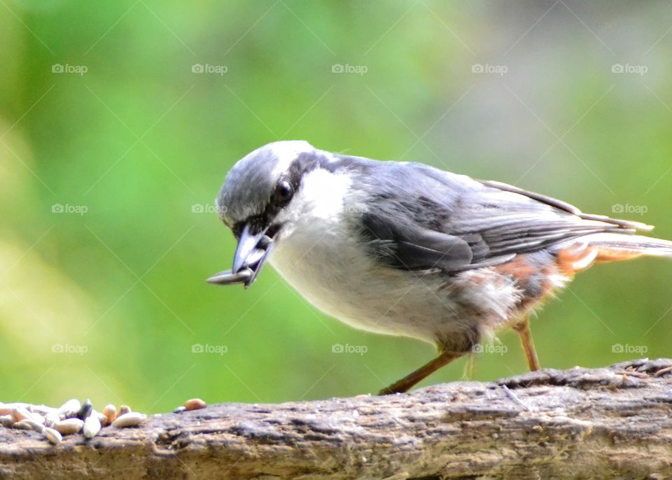 Nuthatch