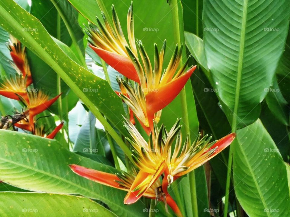 Bird of Paradise (Flower). We happened upon these beautiful flowers on a street in Viña del Mar, Chile.