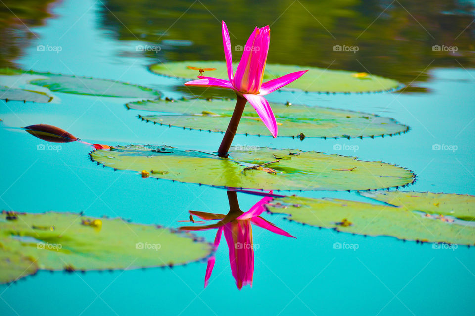 dragonfly sitting on petal of lotus flower also reflection seen in water I like day photography