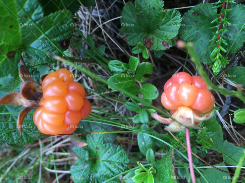 Cloudberries closeup