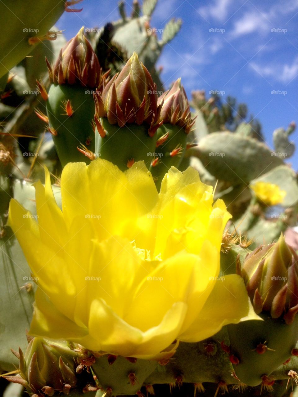 Cactus in the Spring . Flowering cactus